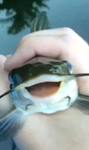 Catfish's group