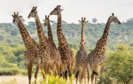 The leafland community of giraffes