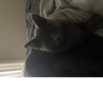 The cat super army