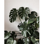 plantss!!!