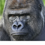 Little Gorilla