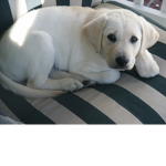 Cute Labrador Puppy!