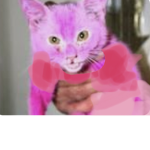 Fan of kitties Fan of cats