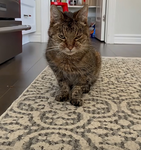 ANGREY CAT