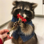 We Love Raccoons