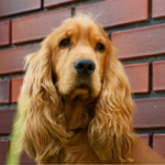 ANIMAL FAN GROUP - Cats, Dogs, Wolfs, Tiger, & mor