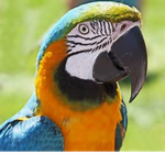 Bird Clan Bird