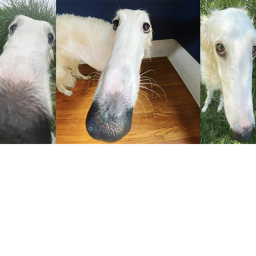 Raise a Borzoi (Meme Dog)