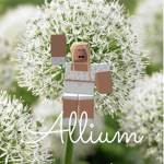 Allium Clothing