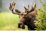Moose crew.