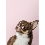 Dogie is life
