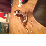 Frank the basset group