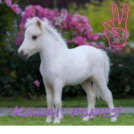 Kawaii ponies
