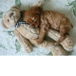 We Love Animals!!!