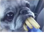 Pugs Pugs Pugs I LOVE PUGS!