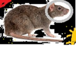 Rats UNITED Universe
