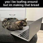 Cats....