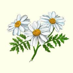 Daisy Store