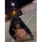 (MONKE GAMES)