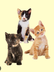 The Cat Community Club