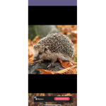 Monkey_Party/hedgehog party