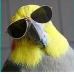 DANK BIRD GROUP