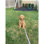Tilly puppies