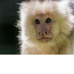 Monkey Bros Gang ' ' ' '