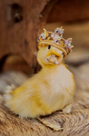 Duck are the best!!!
