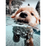 Foxy squady
