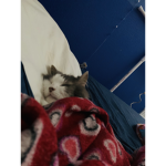 Sleepy kitties