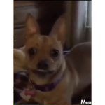 Dog is dog feed dog water dog pet dog dog is dog