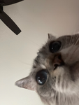 Latte’s Anime group