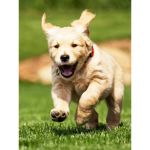 Kendell186's puppy fans