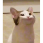 POP CAT ARMY!!! ONLY CAT