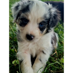 Puppy R Cute!!! <3