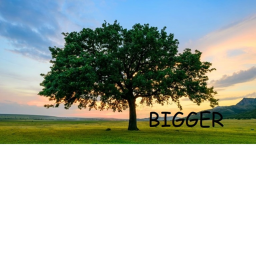 stare at a BIGGER tree (1.5)