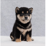 Shiba Gang!