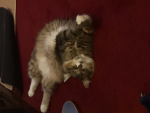 Marcy’s cats