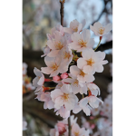 Blossom leaves