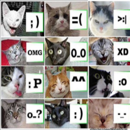 Cat Expressions Roblox decal
