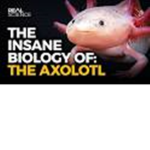 AXOLOTL (pronounced acaboble) GROUP