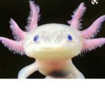 Love axolotl mmmmmmmmm