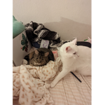 Ranger and penelope group