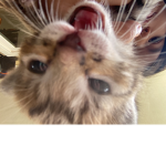 Kitten fans join our group
