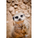 Meerkat group by TheRealMirkat1