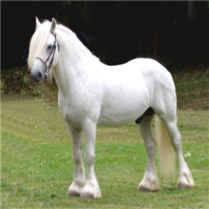 the white horse Roblox decal