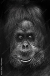 GorillaCity