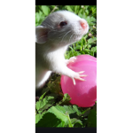 WORSHIPER OF RAT