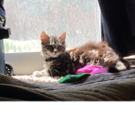 Kittycatsssss